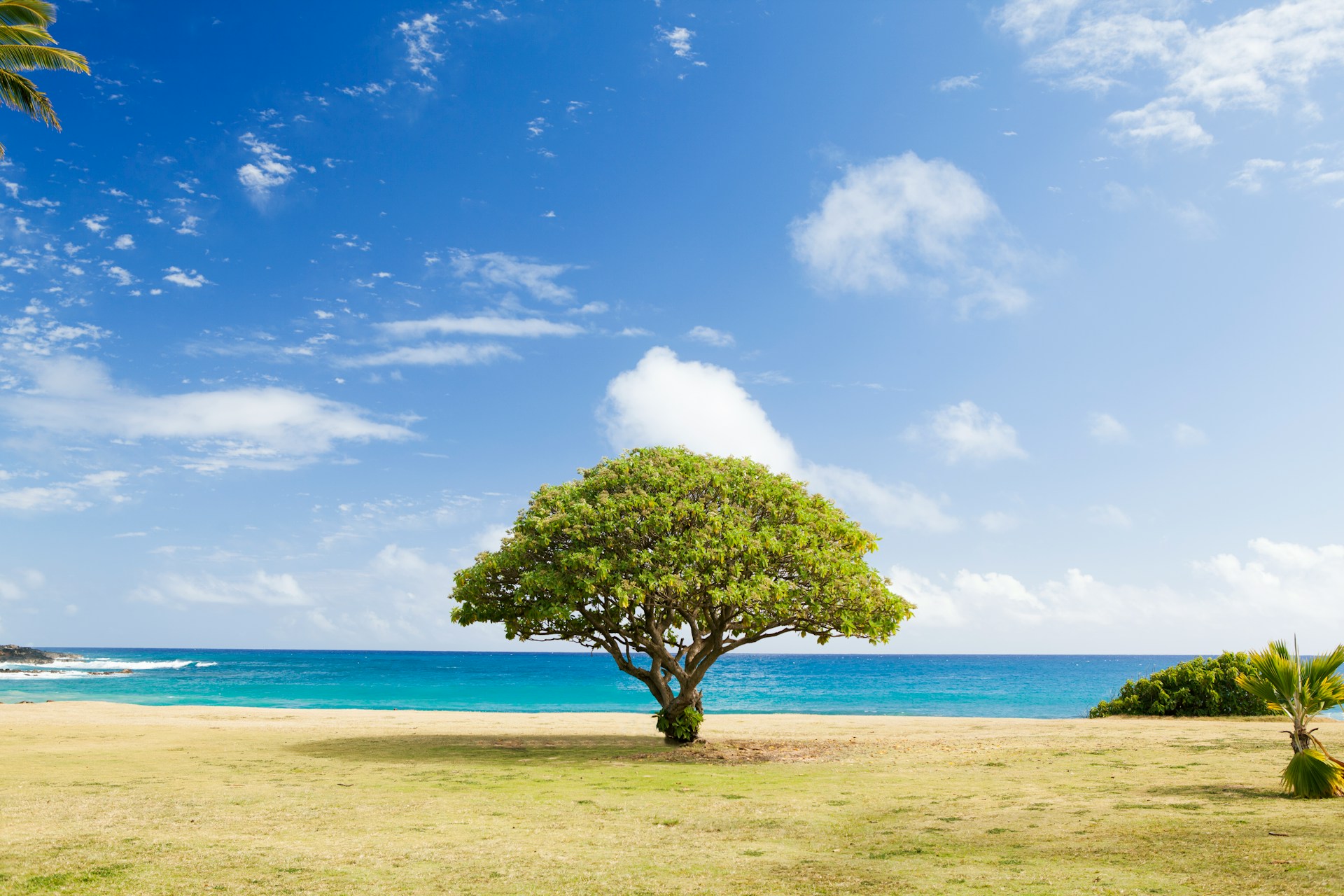 Trees Can Predict?